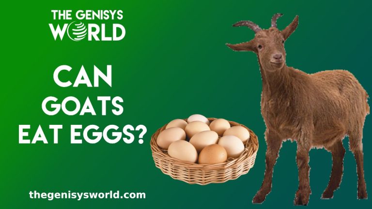 Can Goats Eat Eggs?