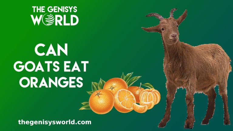 Exploring the Benefits and Risks: Can Goats Eat Oranges?