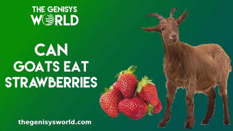 Can Goats Eat Strawberries? A Comprehensive Guide to Feeding Goats Strawberries