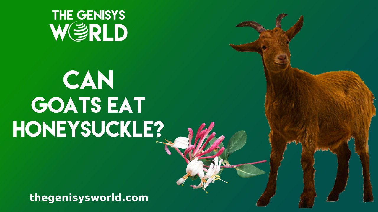 can goats eat Honeysuckle?