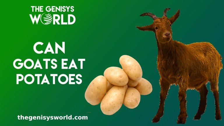 Can Goats Eat Potatoes?