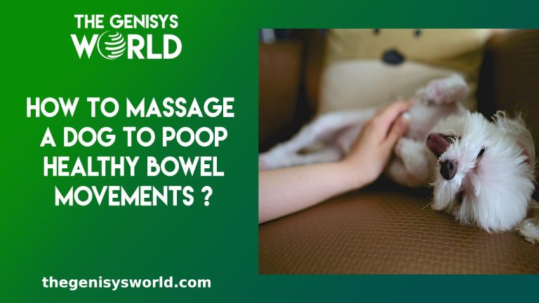 How to Massage a Dog to Poop Healthy Bowel Movements