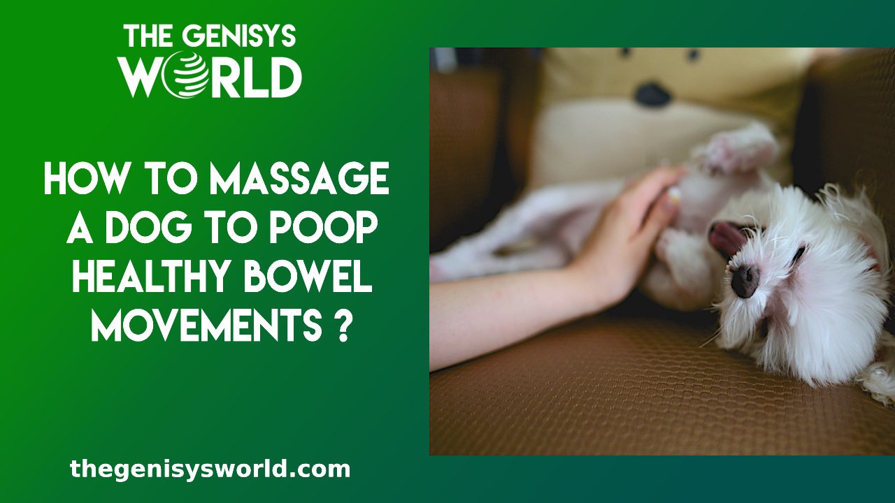 How to Massage a Dog to Poop Healthy Bowel Movements 2023